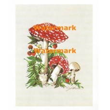 Mushrooms  - XS216  -  PRINT