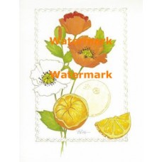 Poppies & Oranges  - XS2524  -  PRINT