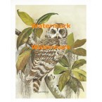 Owl on Branch  - XS3675  -  PRINT