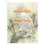 Owl on Branch  - XS3676  -  PRINT