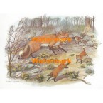 Fox Family  - XS3960  -  PRINT