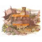 Cougar Family  - XS3961  -  PRINT