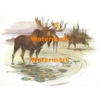 Moose Family  - XS3963  -  PRINT