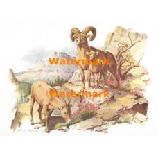 Mountain Goat Family  - XS3965  -  PRINT