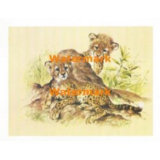 Cheetahs  - XS5208  -  PRINT
