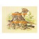 Cheetahs  - XS5208  -  PRINT