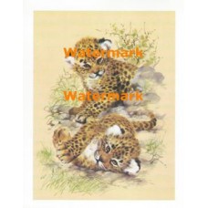 Cougars  - XS5209  -  PRINT