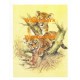 Tigers  - XS5210  -  PRINT