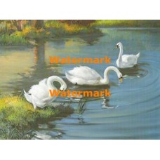 Swans  - XS6457  -  PRINT