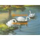Swans  - XS6457  -  PRINT