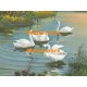Swans  - XS6458  -  PRINT