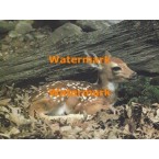 Deer  - XS7133  -  PRINT