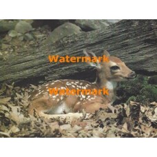 Deer  - XS7133  -  PRINT