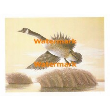 Canadian Goose  - XS763  -  PRINT
