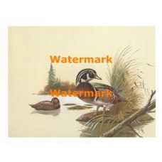 Wood Ducks  - XS766  -  PRINT