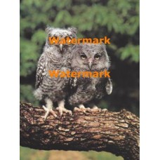 Owls  - XS7990  -  PRINT