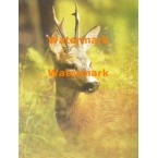 Deer  - XS8160  -  PRINT