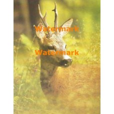 Deer  - XS8160  -  PRINT