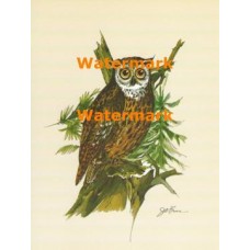Owl  - XS819  -  PRINT