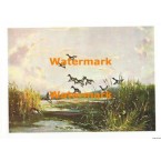 In Flight  - XS874  -  PRINT