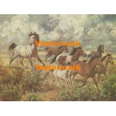 Horses  - XBSC2312  -  PRINT