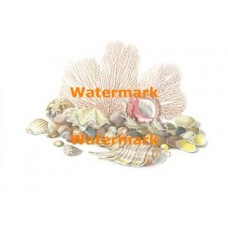 Ocean Rocks & Seashells  - #XBSL-556  -  PRINT