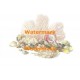 Ocean Rocks & Seashells  - #XBSL-556  -  PRINT