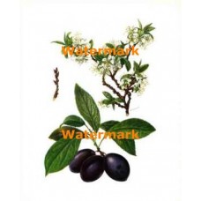 Plums  - #XD7108  -  PRINT