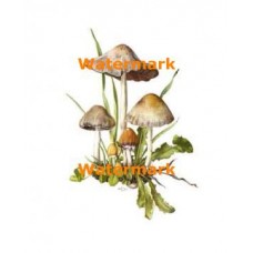 Mushroom Study  - #XD7114  -  PRINT