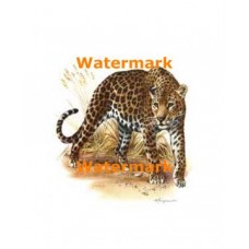 On The Lookout  - #XD7124  -  PRINT