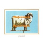 Weathervane  - #XD7240  -  PRINT