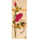 Hummingbird  - XD7499  -  PRINT