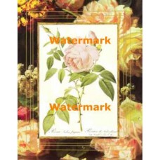 Tea Rose  - #XAR7418  -  PRINT