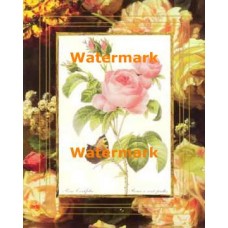 Rose Centifolia  - #XAR7420  -  PRINT