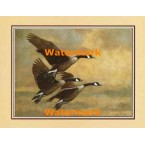 Canadian Geese In Flight  - XKFL7177  -  PRINT