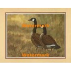 Canadian Geese  - XKFL7178  -  PRINT