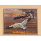 Snow Geese  - #XKFL7180  -  PRINT