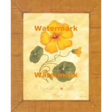 Nasturtium Love  - #XAR7386  -  PRINT