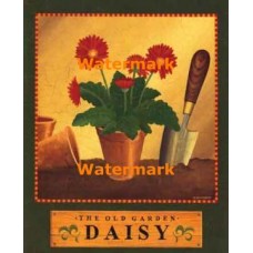 The Old Garden Daisy  - #XAR7399  -  PRINT
