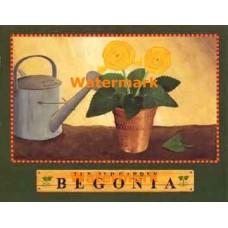 The Old Garden Begonia  - #XAR7403  -  PRINT