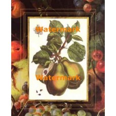 Botanical Pears  - XAR7428  -  PRINT