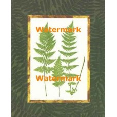 Fern Grouping III  - XAR7488  -  PRINT