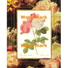 Rosa Damas  - #XAR7422  -  PRINT