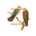 Birds  - XD8057  -  PRINT