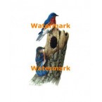 Bluejay Birdnest  - XD8063  -  PRINT