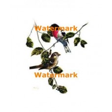 Birds  - #XD8064  -  PRINT