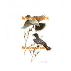 Birds  - XD8065  -  PRINT