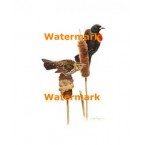 Birds & Cattails  - XD8067  -  PRINT