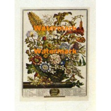 Flowers of the Month:  August  - XD8837  -  PRINT