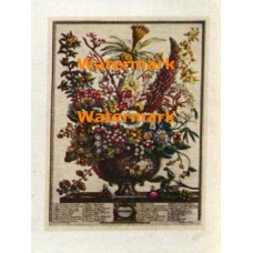 Flowers of the Month:  December  - XD8841  -  PRINT